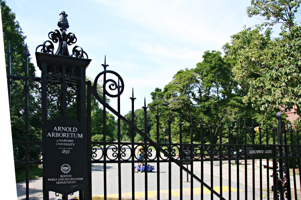 Arnold Arboretum